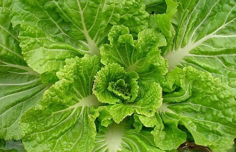 滏河贡白菜的营养价值 